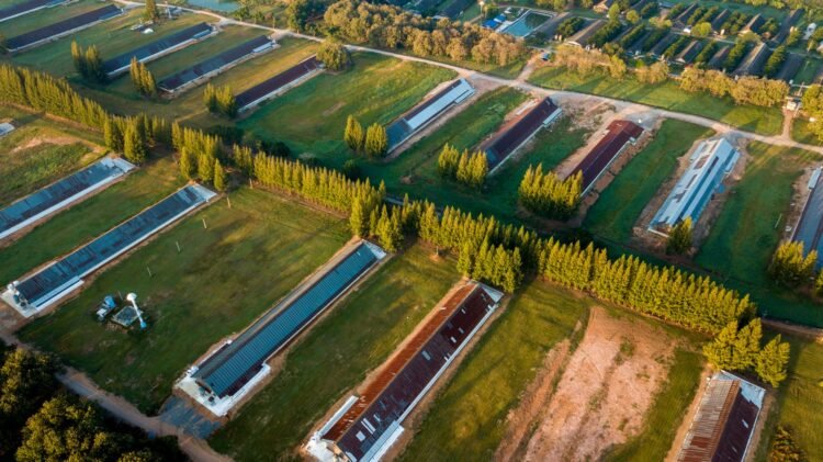 Vista aérea de una granja porcina industrial con lagunas de residuos en Carolina del Norte.