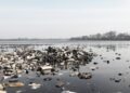 Residuos y desechos en un tramo de río inglés afectado por contaminación química persistente.