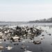 Residuos y desechos en un tramo de río inglés afectado por contaminación química persistente.