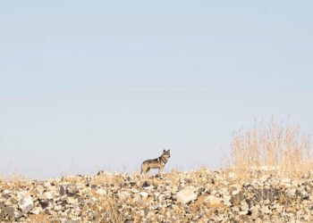 Lobo ibérico en paisaje montañoso de España, hábitat natural de la especie.