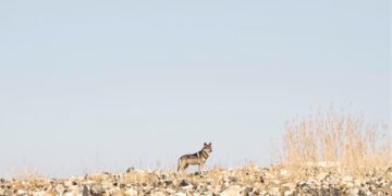 Lobo ibérico en paisaje montañoso de España, hábitat natural de la especie.