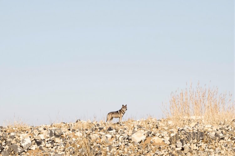 Lobo ibérico en paisaje montañoso de España, hábitat natural de la especie.