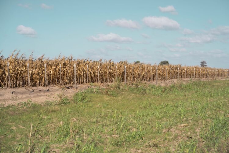Tierra agrietada por sequía extrema en campo latinoamericano afectado por desertificación