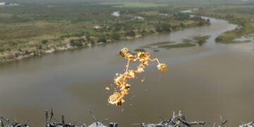 Minería ilegal de oro en la Amazonía brasileña, donde la corrupción en la ANM permitió el blanqueo de toneladas de metal.