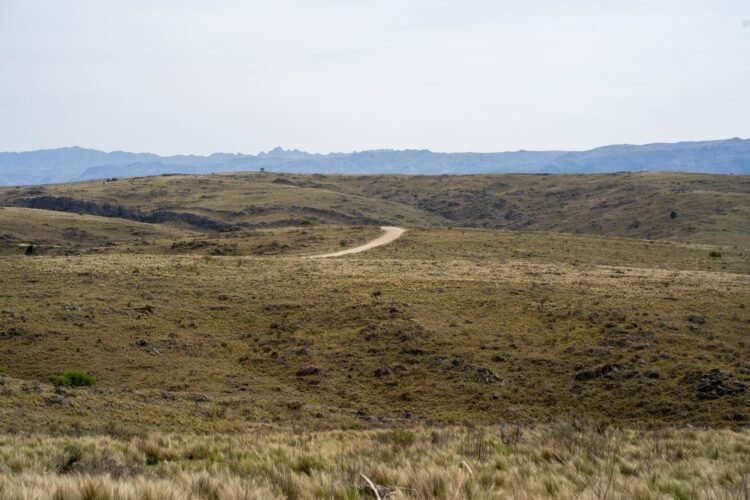 Campo argentino con horizonte abierto, símbolo del debate sobre extranjerización de tierras en Argentina.