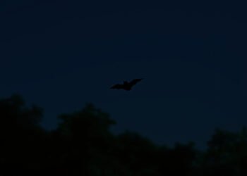 Murciélago volando en bosque tropical africano al anochecer, representando las especies descubiertas en Camerún.