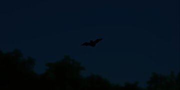 Murciélago volando en bosque tropical africano al anochecer, representando las especies descubiertas en Camerún.