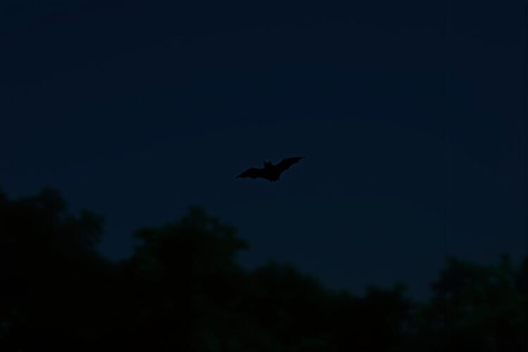 Murciélago volando en bosque tropical africano al anochecer, representando las especies descubiertas en Camerún.
