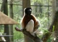 Sifaca de corona dorada, una de las especies en peligro crítico que recibirá financiamiento del proyecto Phoenix de DiCaprio