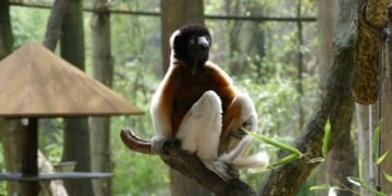 Sifaca de corona dorada, una de las especies en peligro crítico que recibirá financiamiento del proyecto Phoenix de DiCaprio