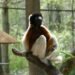 Sifaca de corona dorada, una de las especies en peligro crítico que recibirá financiamiento del proyecto Phoenix de DiCaprio