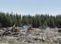 Bosque de coníferas maduras en el oeste de Estados Unidos, ecosistema amenazado por la apertura a la tala comercial.