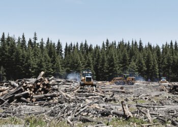 Bosque de coníferas maduras en el oeste de Estados Unidos, ecosistema amenazado por la apertura a la tala comercial.
