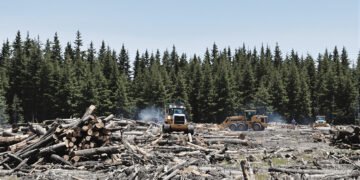 Bosque de coníferas maduras en el oeste de Estados Unidos, ecosistema amenazado por la apertura a la tala comercial.