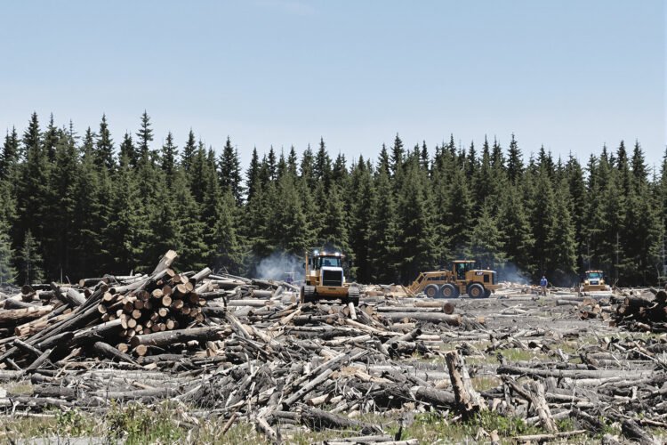 Bosque de coníferas maduras en el oeste de Estados Unidos, ecosistema amenazado por la apertura a la tala comercial.