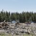 Bosque de coníferas maduras en el oeste de Estados Unidos, ecosistema amenazado por la apertura a la tala comercial.