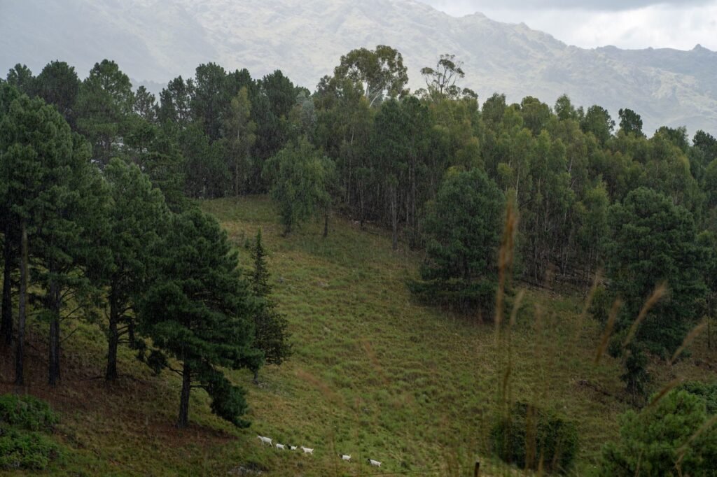 Paisaje de plantación de árboles en las tierras altas de Etiopía durante la iniciativa Green Legacy.