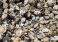 Conchas de ostras en el fondo marino del Mediterráneo, hábitat de la especie invasora Pinctada radiata.