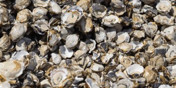 Conchas de ostras en el fondo marino del Mediterráneo, hábitat de la especie invasora Pinctada radiata.