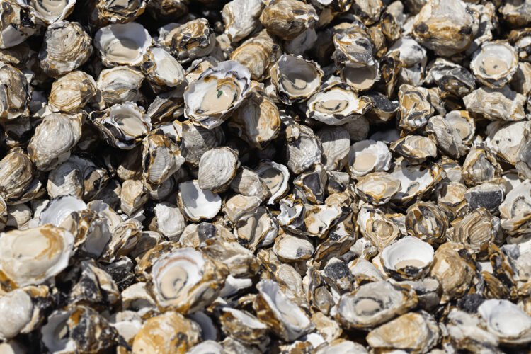 Conchas de ostras en el fondo marino del Mediterráneo, hábitat de la especie invasora Pinctada radiata.