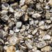 Conchas de ostras en el fondo marino del Mediterráneo, hábitat de la especie invasora Pinctada radiata.