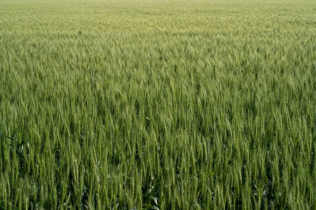 Campo de cultivo verde bajo cielo azul, donde podrían aplicarse las nuevas fábricas de nitrógeno biodegradables.