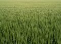Campo de cultivo verde bajo cielo azul, donde podrían aplicarse las nuevas fábricas de nitrógeno biodegradables.