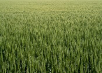 Campo de cultivo verde bajo cielo azul, donde podrían aplicarse las nuevas fábricas de nitrógeno biodegradables.