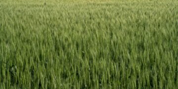 Campo de cultivo verde bajo cielo azul, donde podrían aplicarse las nuevas fábricas de nitrógeno biodegradables.