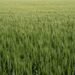 Campo de cultivo verde bajo cielo azul, donde podrían aplicarse las nuevas fábricas de nitrógeno biodegradables.
