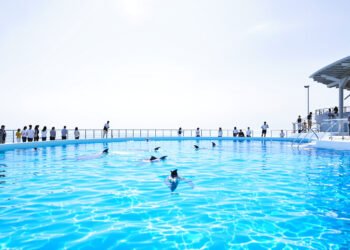 Delfines en instalaciones de parque acuático, representando el caso de los ocho ejemplares de Marineland acogidos en España.