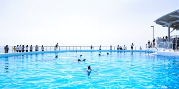 Delfines en instalaciones de parque acuático, representando el caso de los ocho ejemplares de Marineland acogidos en España.