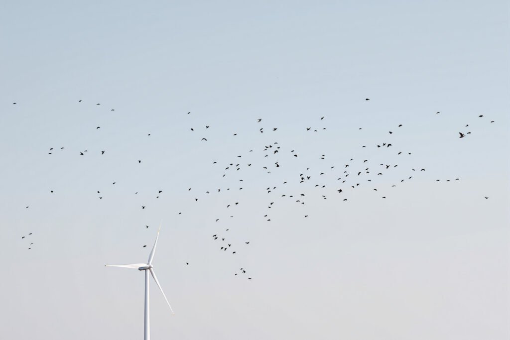 Aerogeneradores en paisaje gallego con aves en vuelo, representando el conflicto entre parques eólicos y biodiversidad.