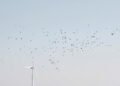Aerogeneradores en paisaje gallego con aves en vuelo, representando el conflicto entre parques eólicos y biodiversidad.