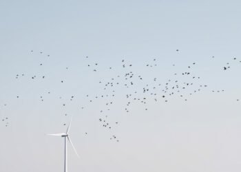 Aerogeneradores en paisaje gallego con aves en vuelo, representando el conflicto entre parques eólicos y biodiversidad.