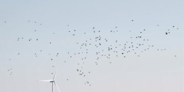 Aerogeneradores en paisaje gallego con aves en vuelo, representando el conflicto entre parques eólicos y biodiversidad.