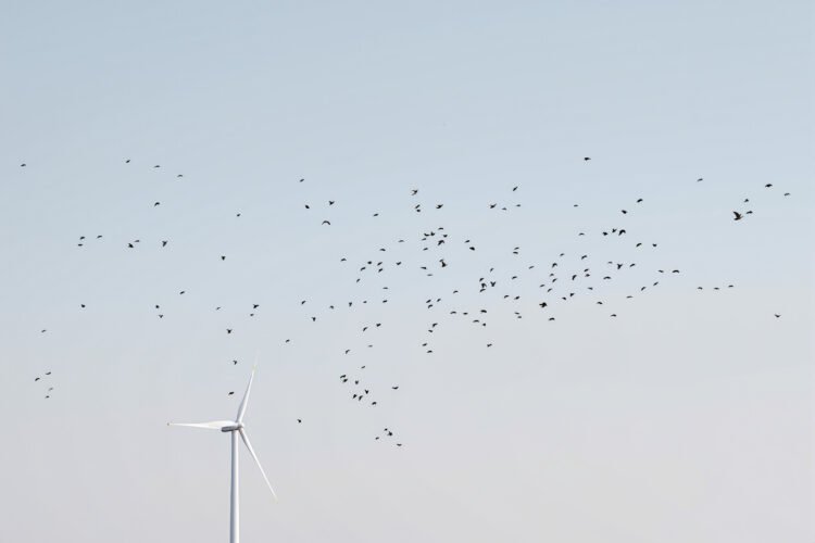Aerogeneradores en paisaje gallego con aves en vuelo, representando el conflicto entre parques eólicos y biodiversidad.