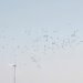 Aerogeneradores en paisaje gallego con aves en vuelo, representando el conflicto entre parques eólicos y biodiversidad.