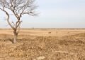 Jaguar en el bosque seco sudamericano, hábitat amenazado por la expansión ganadera.