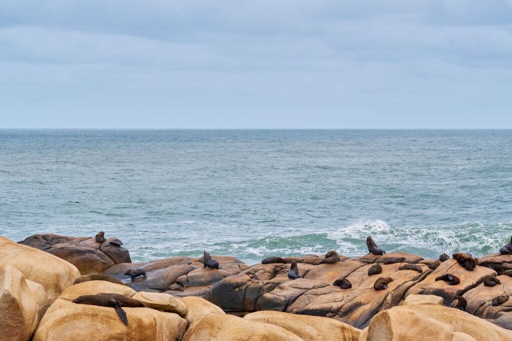 Lobo marino australiano descansando en la costa de Australia Meridional.
