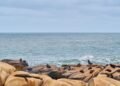 Lobo marino australiano descansando en la costa de Australia Meridional.