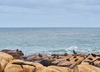 Lobo marino australiano descansando en la costa de Australia Meridional.