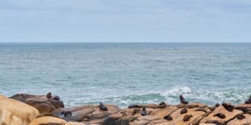 Lobo marino australiano descansando en la costa de Australia Meridional.