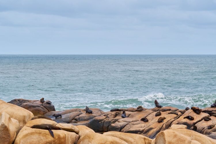 Lobo marino australiano descansando en la costa de Australia Meridional.