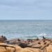 Lobo marino australiano descansando en la costa de Australia Meridional.