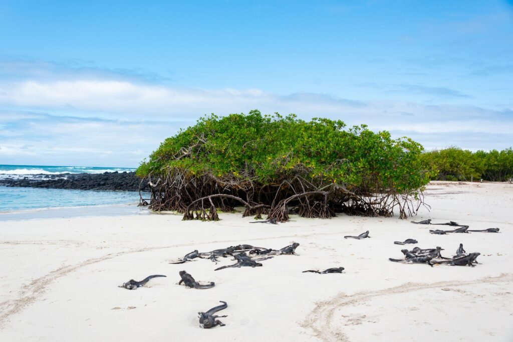 Iguana marina de Galápagos sobre rocas volcánicas, especie endémica amenazada por tráfico ilegal.