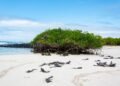 Iguana marina de Galápagos sobre rocas volcánicas, especie endémica amenazada por tráfico ilegal.