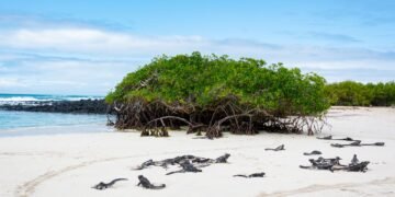 Iguana marina de Galápagos sobre rocas volcánicas, especie endémica amenazada por tráfico ilegal.