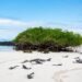 Iguana marina de Galápagos sobre rocas volcánicas, especie endémica amenazada por tráfico ilegal.