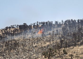 Zona boscosa arrasada por un incendio forestal en la Sierra Calderona, Castellón.